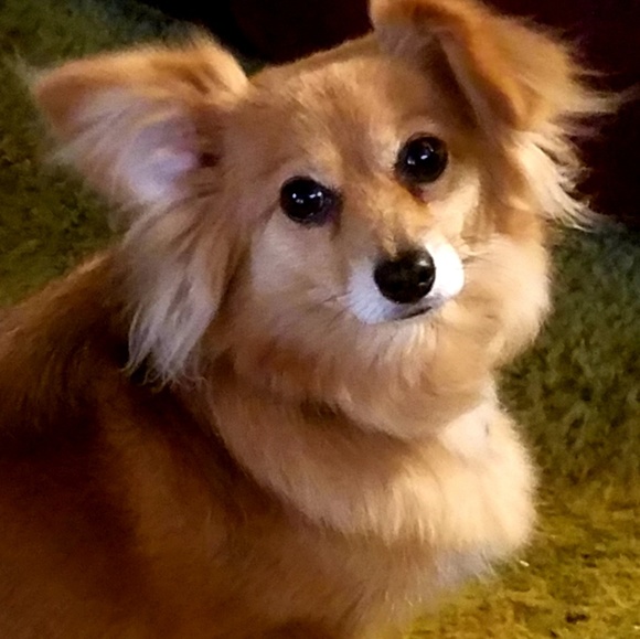 Meet your Posher, Kellie 🏅TOP RATED SELLER🏅 - Picture 4 of 4